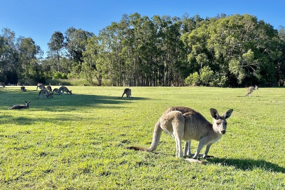 野生のカンガルーと、森の静けさの中へ